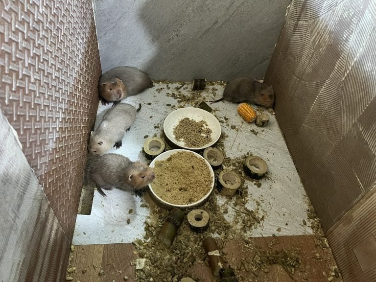 Thức ăn của dúi chủ yếu là mía, tre, cỏ voi, ngô hạt…