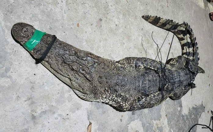 Cá sấu đã được khóa mỏ, chân đảm bảo an toàn. (Ảnh: Người lao động)