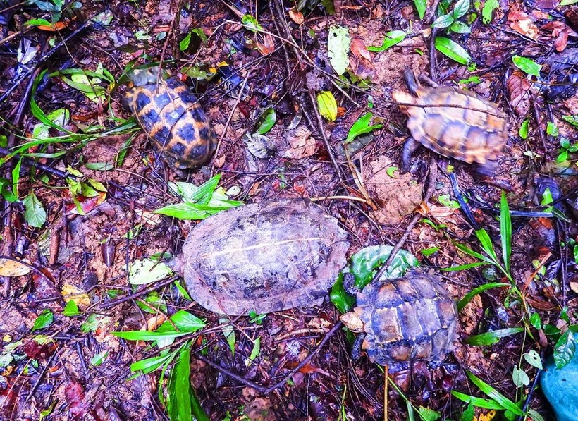 4 cá thể rùa quý hiếm. (Ảnh: Pháp luật TP.HCM)