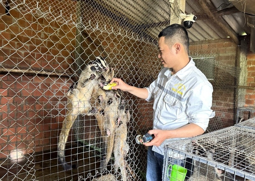 Anh Trần Thanh Bình nuôi chồn. Ảnh: Nông nghiệp & Môi trường