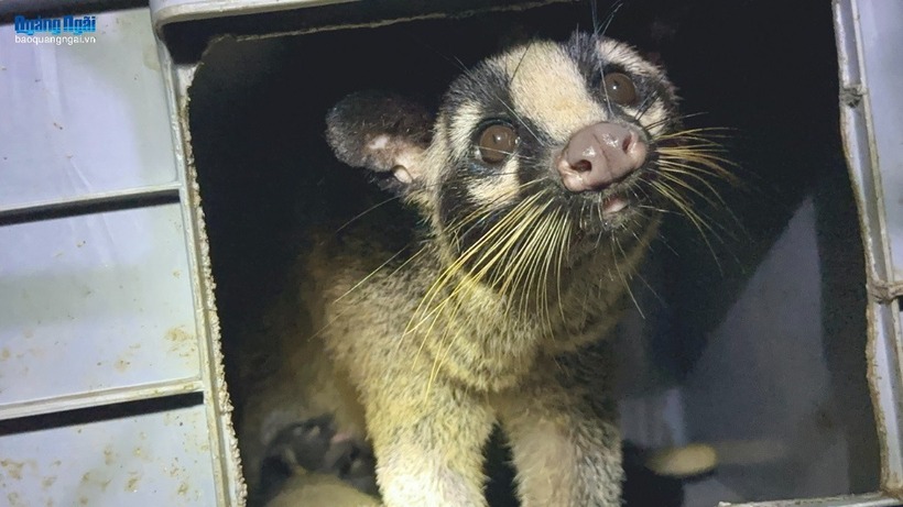 Chuồng nuôi phải luôn đảm bảo sạch sẽ, thoáng mát. Ảnh: Báo Quảng Ngãi