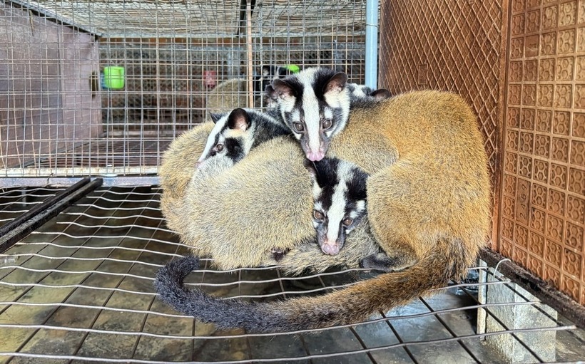 Chồn mốc có tập tính sống bầy đàn nên anh Bình thả nhiều con trong cùng một chuồng giúp tiết kiệm diện tích, chi phí. Ảnh: Nông nghiệp & Môi trường