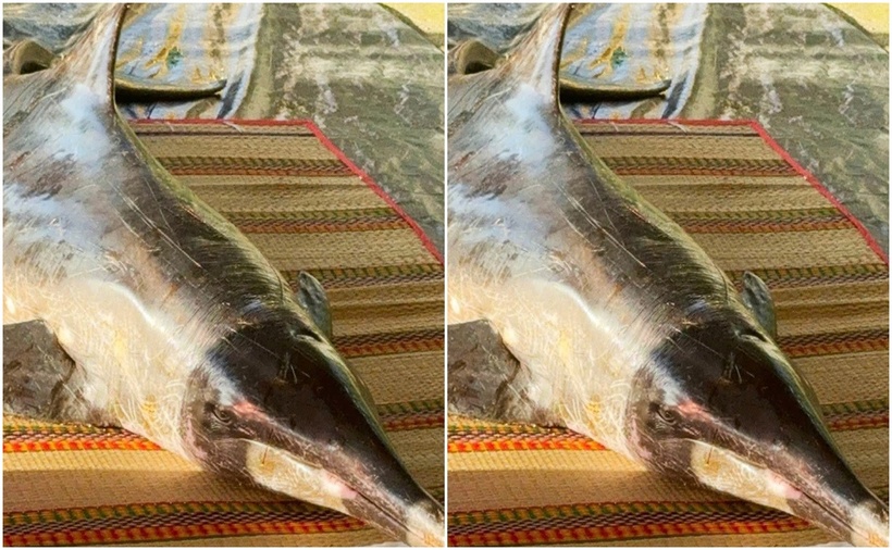 Con cá heo đang được người dân ở xã Nam Cam Ranh chăm sóc tại lăng Ông. (Ảnh: Tuổi trẻ)