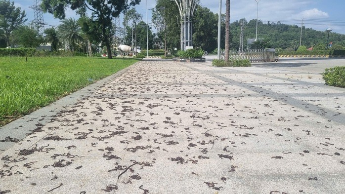 Hàng nghìn con giun trồi lên mặt đất, bò vào vỉa hè chết la liệt. (Ảnh: Người lao động)