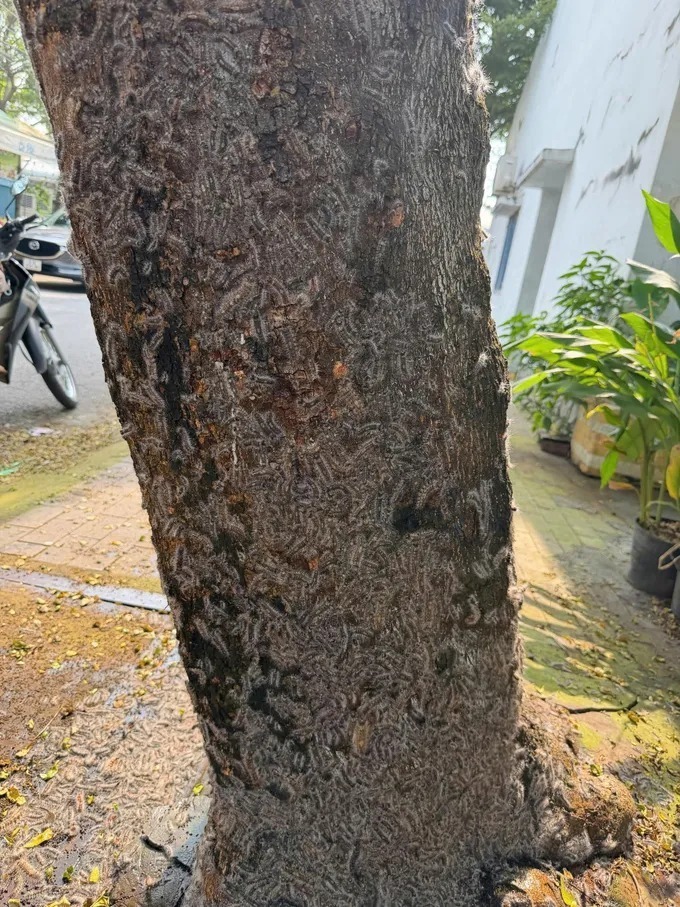 Ngày 15/11, xuất hiện nhiều sâu trên đường, gốc cây và bò vào nhà dân ở khu dân cư Phú Hòa. Người dân dùng chổi quét nhưng vẫn không hết sâu. Người dân trong khu dân cư này lo lắng khi số lượng sâu rất nhiều và chưa xác định được liệu có gây ảnh hưởng đến sức khỏe của họ hay không. (Ảnh: Sài Gòn giải phóng)