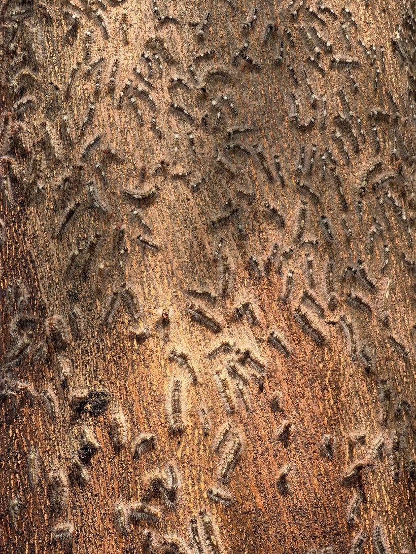 Theo lời người dân, sâu xuất hiện từ vài ngày nay và ngày càng nhiều hơn. Sâu còn theo khe cửa bò vào trong nhà. Họ dùng chổi quét liên tục, song vẫn không thể xử lý hết. (Ảnh: Tiền phong)