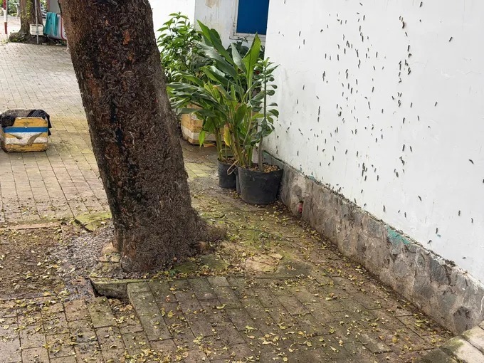 Một chuyên gia am hiểu về sâu bọ cho biết, thông qua hình ảnh có thể đây là loài sâu róm. Sâu róm có gai trên lông, bám vào da hoặc quần áo trong thời gian dài, tiếp tục gây ngứa hoặc các triệu chứng khó chịu khác. (Ảnh: Sài Gòn giải phóng)