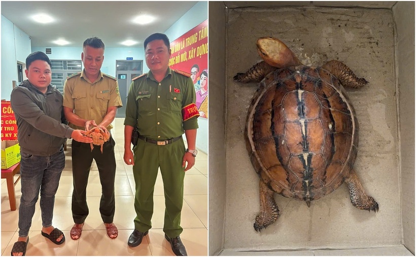 Cá thể rùa quý hiếm. (Ảnh: Công an TP.Đà Nẵng)