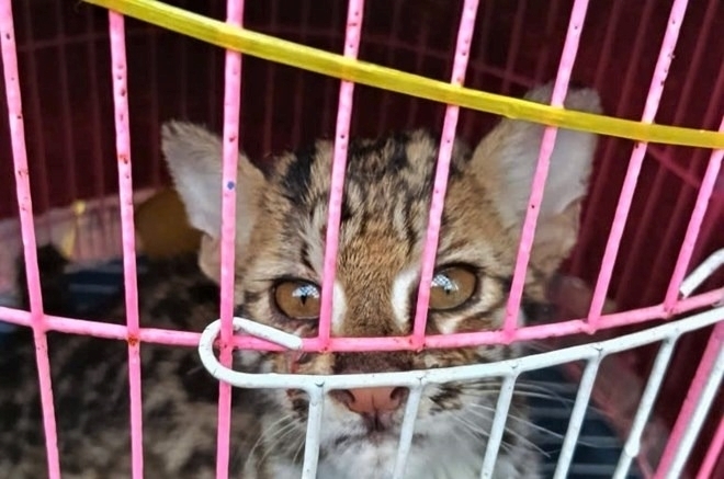 Cá thể mèo gấm quý hiếm được ông Long phát hiện cứu sống khi đang bị thương nằm bên bìa rừng. Ảnh: Lao động