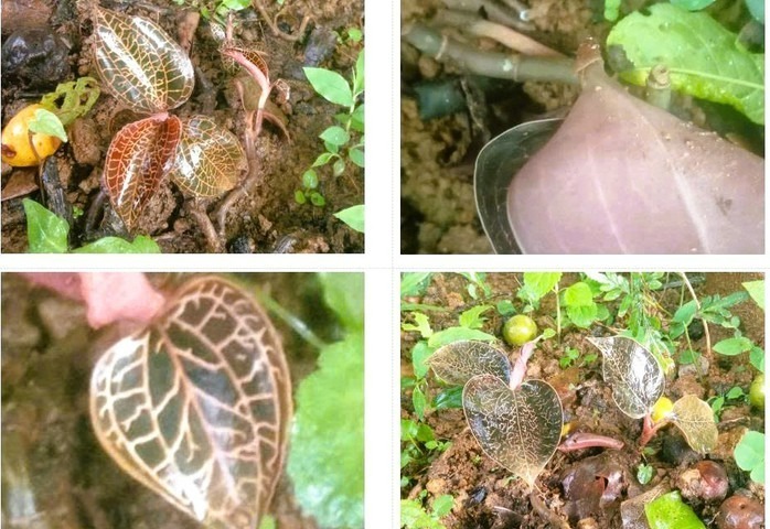 Loài lan gấm ngọc vân hồng quý hiếm được tìm thấy ở Pù Luông. Ảnh: Người lao động