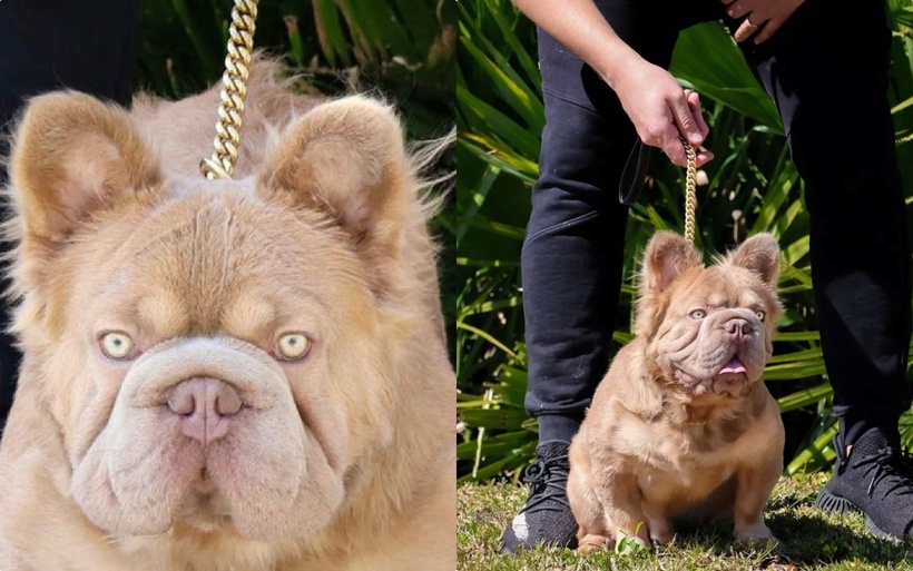 Tài khoản instagram của chú chó Rope Daddy thu hút hàng chục nghìn người hâm mộ theo dõi. Ảnh: The Sun.