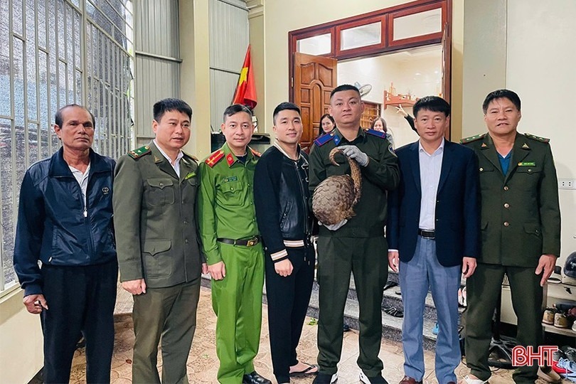 Cá thể tê tê Java được anh Hoàng Hào Hùng (trú tại TDP 9 Trần Phú, phường Thành Sen) giao nộp cho lực lượng chức năng. Ảnh: Báo Hà Tĩnh.