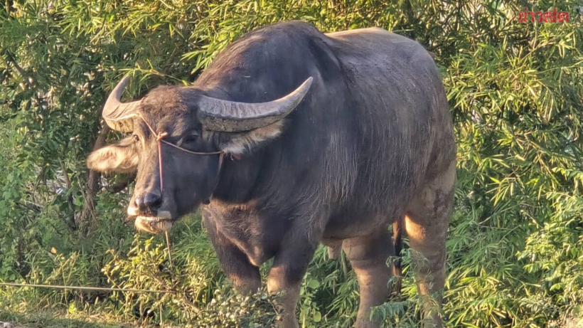 Con trâu tại hiện trường vụ việc. Ảnh: Khaosod