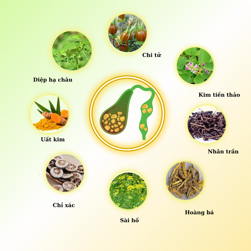 8 thảo dược hỗ trợ bài sỏi mật.