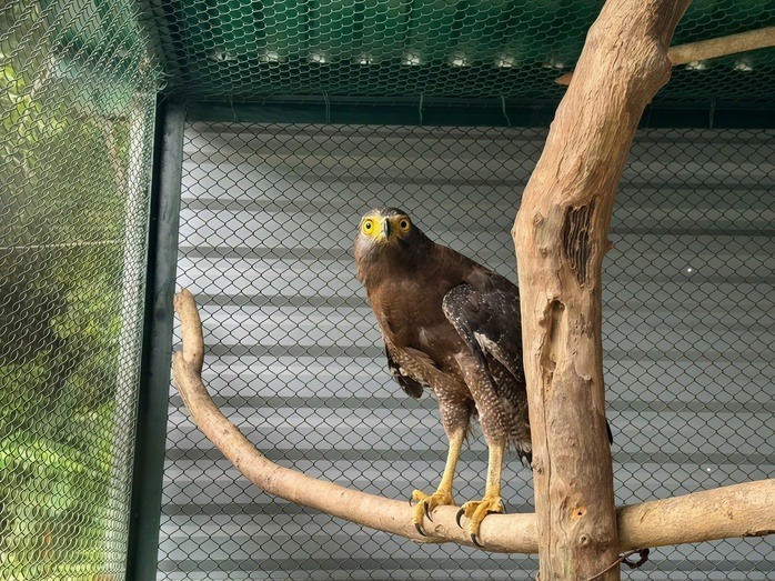 Diều hoa Miến Điện quý hiếm bay lạc vào nhà dân. Ảnh: Lao động