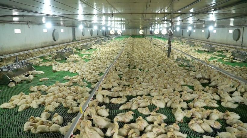 Bên trong trang trại vịt. Ảnh: Hội Nông dân tỉnh Bắc Ninh