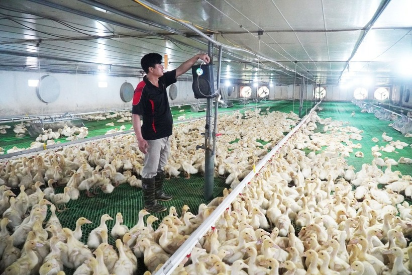 Đàn vịt phản ứng tích cực với âm thanh phát ra từ chiếc loa nhỏ. Ảnh: Hội Nông dân tỉnh Bắc Ninh