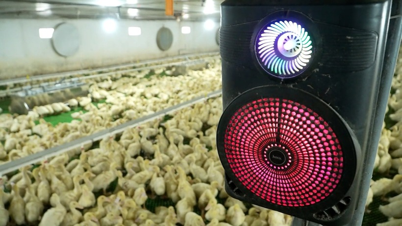 Mỗi chuồng nuôi vịt đều được đầu tư hệ thống loa kết nối mạng để mở nhạc liên khúc cho vịt nghe. Ảnh: Dân Việt