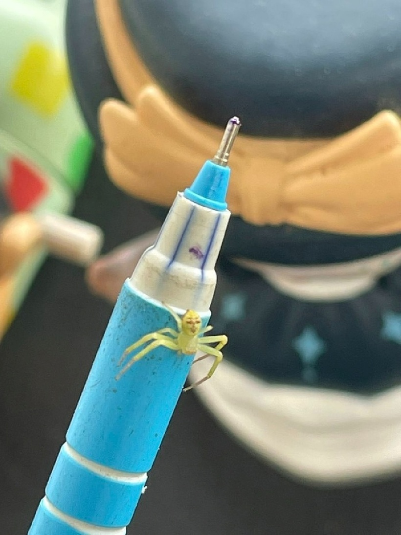 Nhện cua phân bố rộng khắp thế giới, trong đó có Thái Lan. Ảnh: Nut Siri.