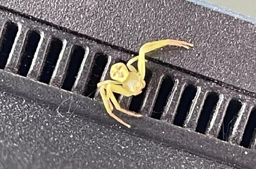 Con nhện có hoa văn trên bụng trông giống khuôn mặt người. Ảnh: Nut Siri/Bangkok Post.