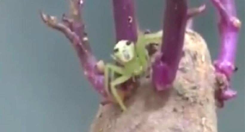 Một con nhện màu xanh lá với hoa văn giống mặt người trên lưng ở Trung Quốc. Ảnh: Nhân dân Nhật báo/Người lao động.