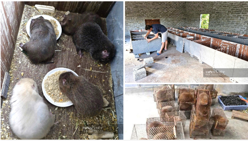 Các ô chuồng được ghép bằng gạch men, thiết kế nền cao ráo, thoát nước tốt và có nắp đậy. Ảnh: Dân Việt