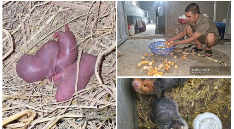 Dúi mốc ăn khỏe đẻ đều giúp gia đình anh Chương có thu nhập ổn định. Ảnh: Dân Việt