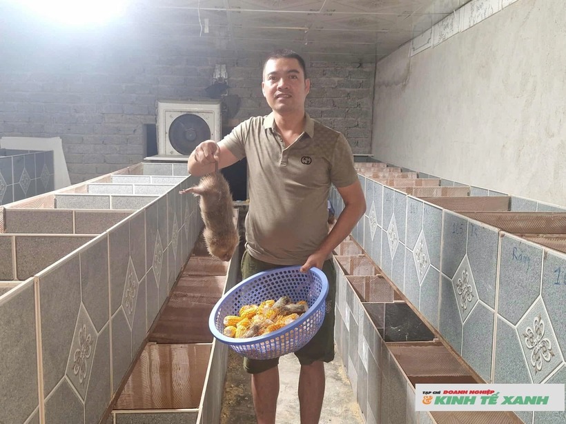 Anh Lê Xuân Chương đang chăm sóc đàn dúi. Ảnh: Doanh nghiệp & Kinh tế xanh