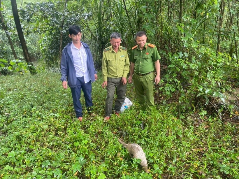 Cơ quan chức năng Đà Nẵng thả cá thể tê tê nguy cấp về rừng. Ảnh: Báo Đà Nẵng.