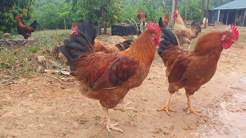 Sản phẩm trứng gà 6 ngón đã được công nhận OCOP 3 sao. Ảnh: Nông nghiệp & Môi trường