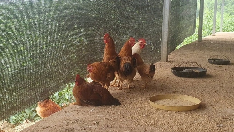 Gà 6 ngón là giống gà quý, thịt săn chắc, thơm ngon. Ảnh: Nông nghiệp & Môi trường