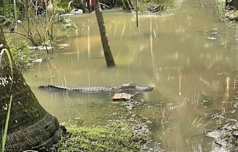 Cơ quan chức năng đang truy tìm con cá sấu dài khoảng 1,5 m được người dân ghi hình ở kênh dẫn vào mương vườn thuộc ấp Phụng Tường 2 (xã Nhơn Mỹ). (Ảnh: MXH).
