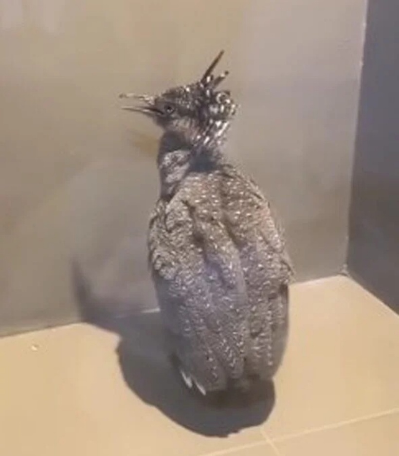 Con chim lạ bay vào đậu ở ban công. Ảnh: SaoStar