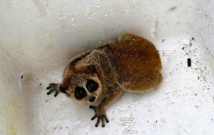 Cá thể cu li nhỏ. Ảnh: Người lao động