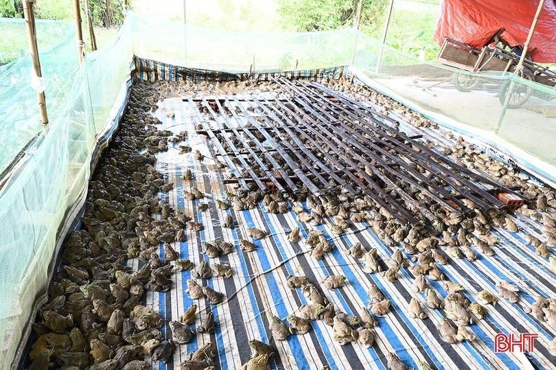 Chuồng ếch của gia đình chị Doãn. Ảnh: Báo Hà Tĩnh