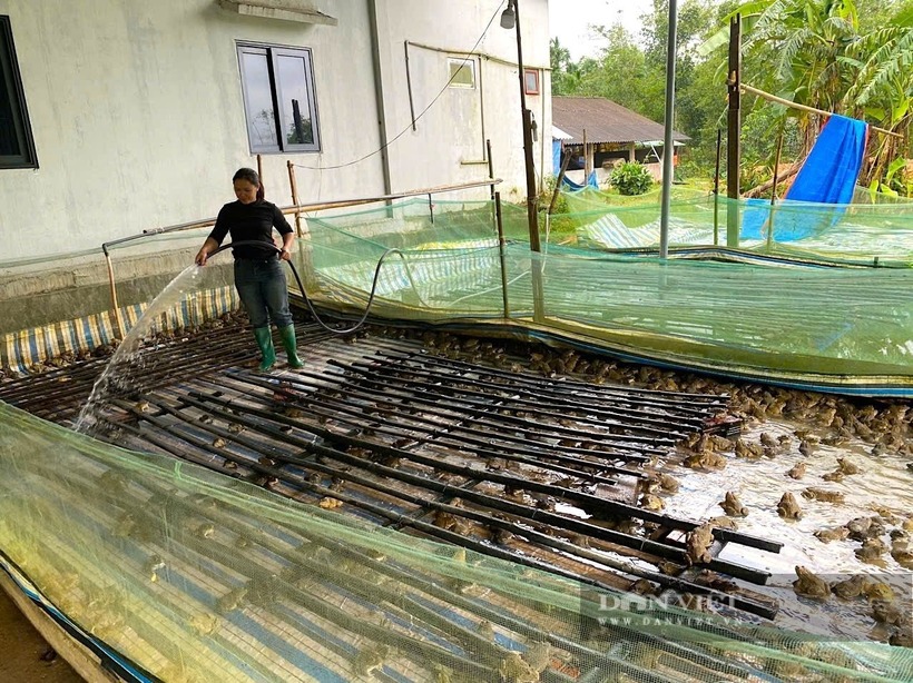 Gia đình chị Đào Thị Doãn thành công với mô hình nuôi ếch Thái Lan. Ảnh: Dân Việt