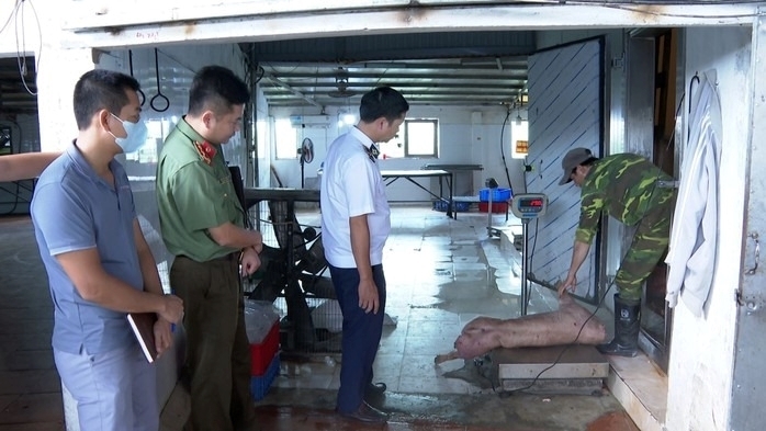 Phòng An ninh kinh tế, Công an tỉnh Hưng Yên phối hợp với đơn vị chức năng kiểm tra lấy mẫu xét nghiệm heo nghi nhiễm tả heo Châu Phi. Ảnh: Người lao động