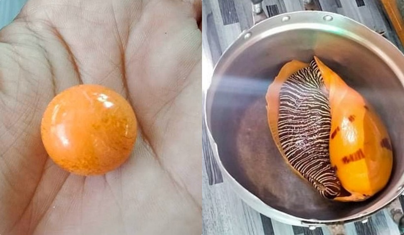 Đang ăn ốc luộc, người đàn ông vô tình cắn trúng "viên ngọc" 8 tỷ đồng. Ảnh: Phụ nữ mới.