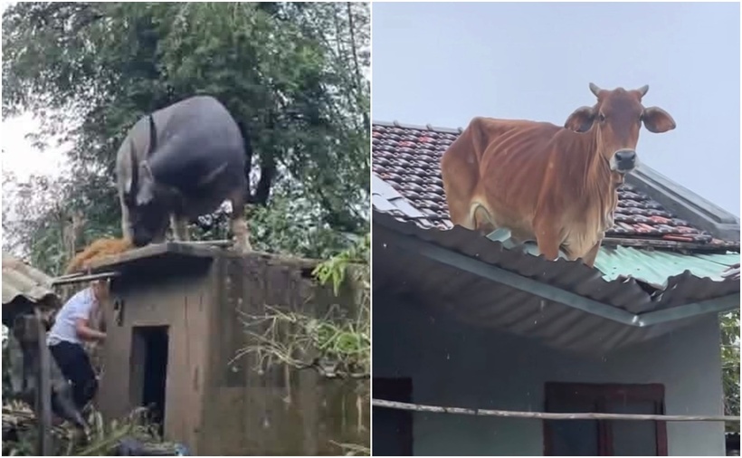 Hình ảnh con trâu, con bò mắc kẹt trên mái nhà được người dân ghi lại. (Ảnh: Tiền phong)