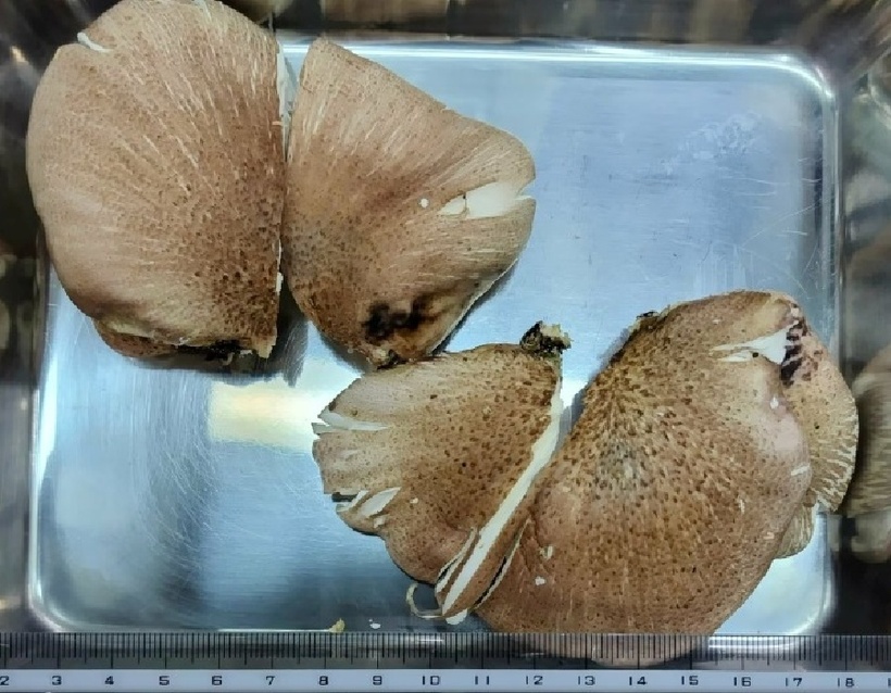 Tsukiyotake có vẻ ngoài rất giống nấm hương và nấm sò. Ảnh: Yahoo.