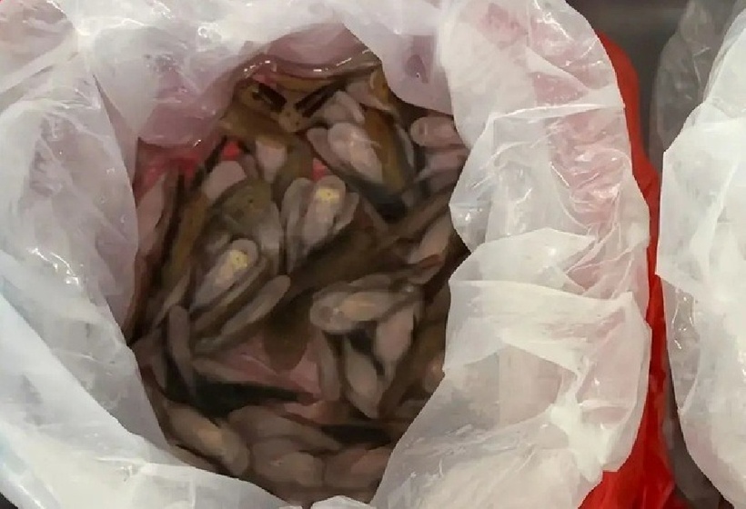 Tổng cộng có 229 con cá, được chia làm hai túi để che giấu dưới lớp váy. Ảnh: Người đưa tin.