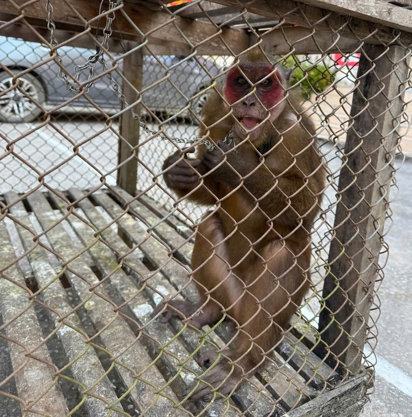 Cá thể khỉ mặt đỏ được gia đình ông Lộc bàn giao sáng 25/11 cho lực lượng chức năng. (Ảnh: Sức khỏe & Đời sống)