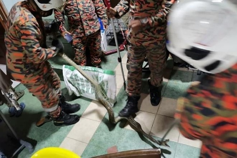 Người đàn ông bất ngờ bị trăn cắn vào vùng mông khi đang đi vệ sinh tại nhà. Ảnh: Newsweek.