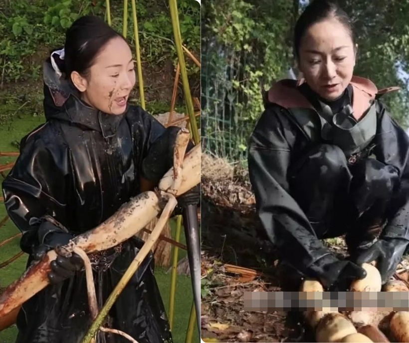 Nữ doanh nhân giàu có giờ thành người đào củ sen để trả nợ. Ảnh: Baidu