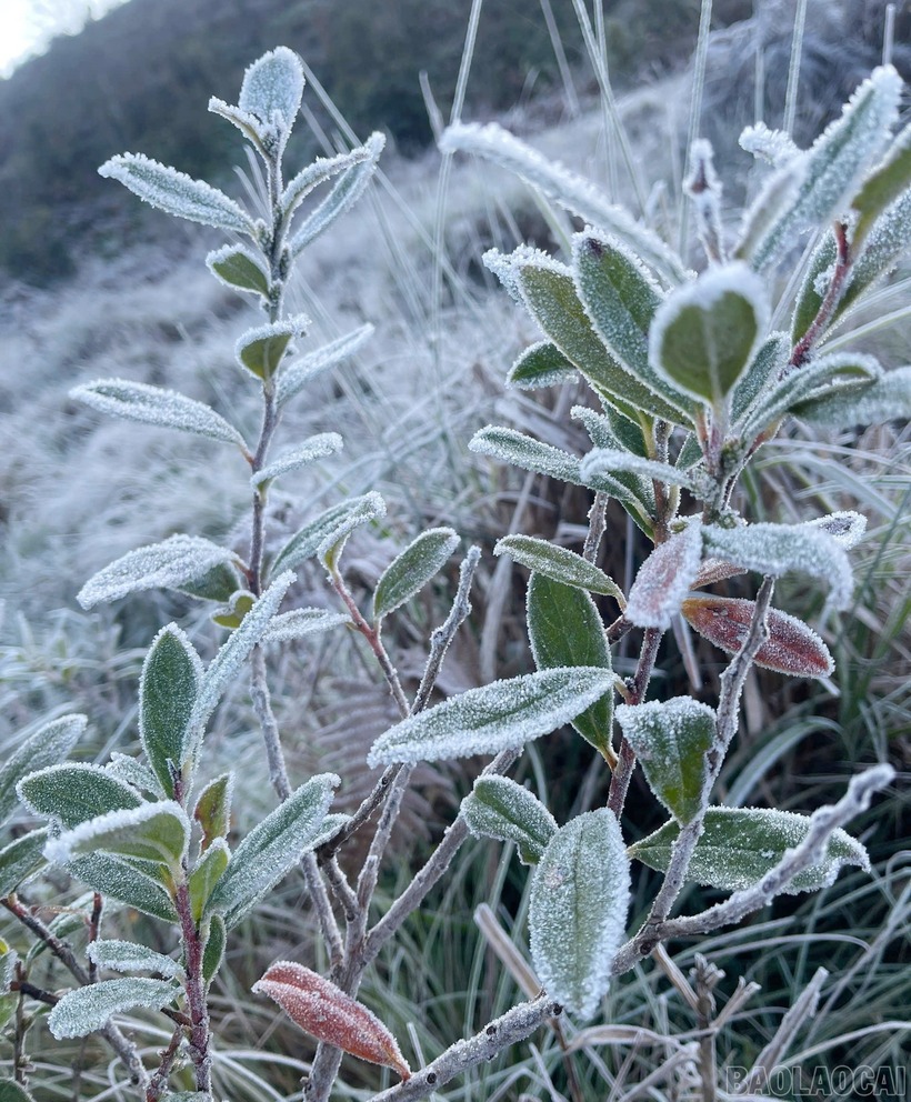 Từng cành cây, ngọn cỏ đều được phủ lớp băng giá, báo hiệu một mùa đông giá lạnh khắc nghiệt đã về tới vùng cao Y Tý.