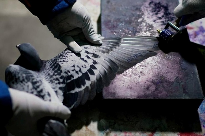 Môn đua chim bồ câu từng là một thú chơi bình dân, nhưng theo thời gian, nó đã chuyển mình thành sân chơi xa xỉ dành cho giới nhà giàu.