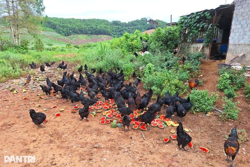 Đàn gà đen thích thú mổ từng miếng dưa hấu đỏ mọng. Ảnh: Dân trí