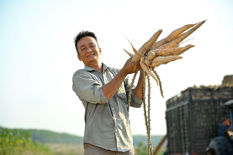 Dự án Khoai mì bền vững áp dụng giống mới, phân bón sinh học và kỹ thuật canh tác tiên tiến giúp tăng gần gấp đôi năng suất.