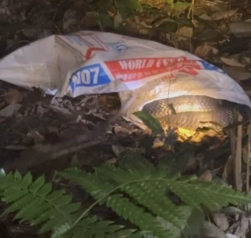 Hình ảnh&nbsp;một cá thể rắn hổ mang chúa trong vườn nhà