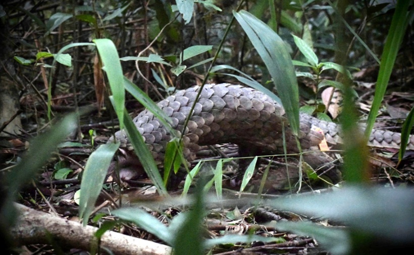 Các cá thể tê tê này là nạn nhân của hoạt động buôn bán trái phép được cơ quan chức năng giải cứu. (Ảnh: VQG Cúc Phương)